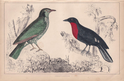 1850 ARAPONGA & FRUIT CROW Print - Original Hand-Coloured Engraving - Bird Wall Art - Antique Bird Print - Bird Decor - 10 x 6.4 Inches