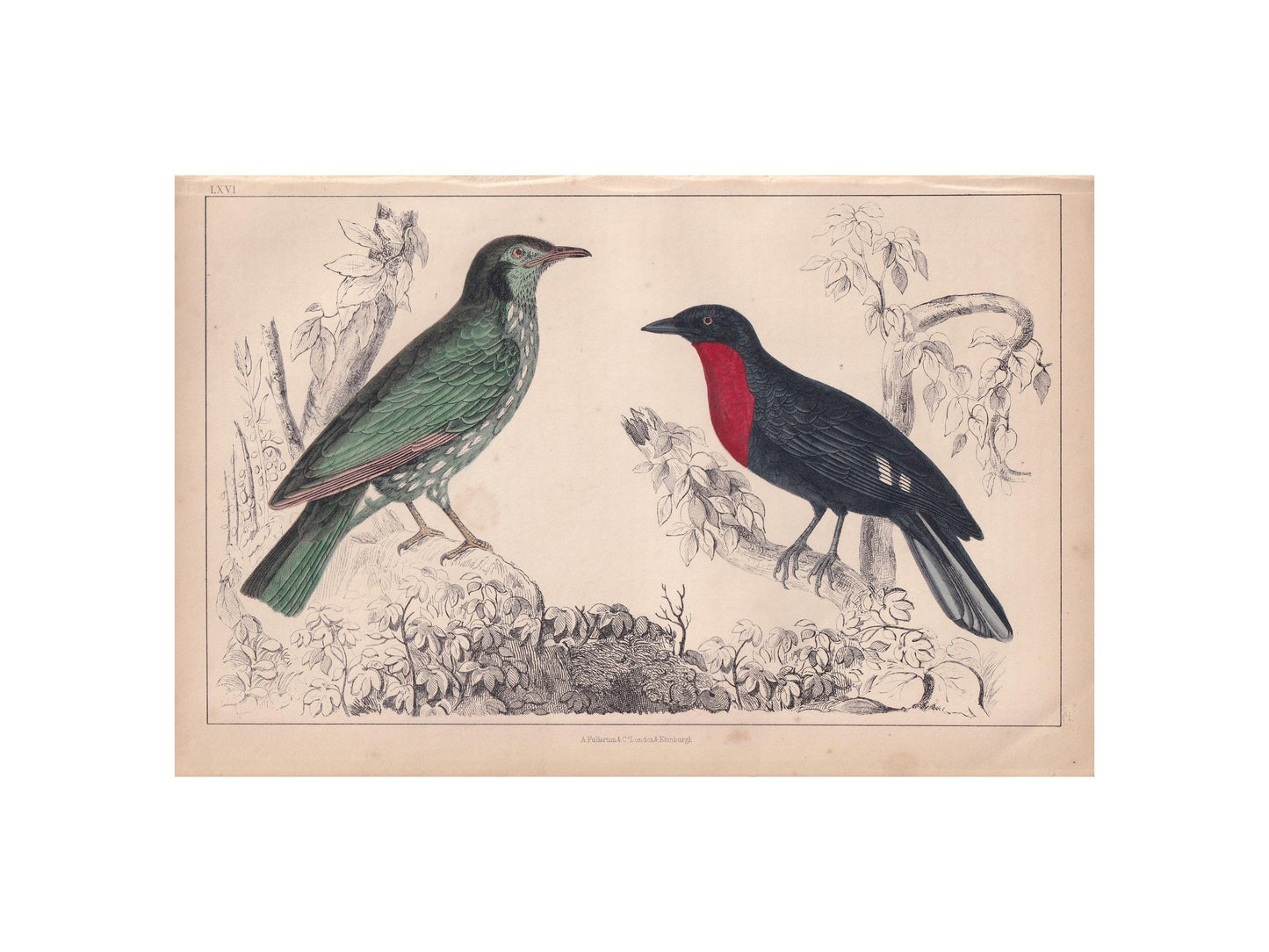 1850 ARAPONGA & FRUIT CROW Print - Original Hand-Coloured Engraving - Bird Wall Art - Antique Bird Print - Bird Decor - 10 x 6.4 Inches