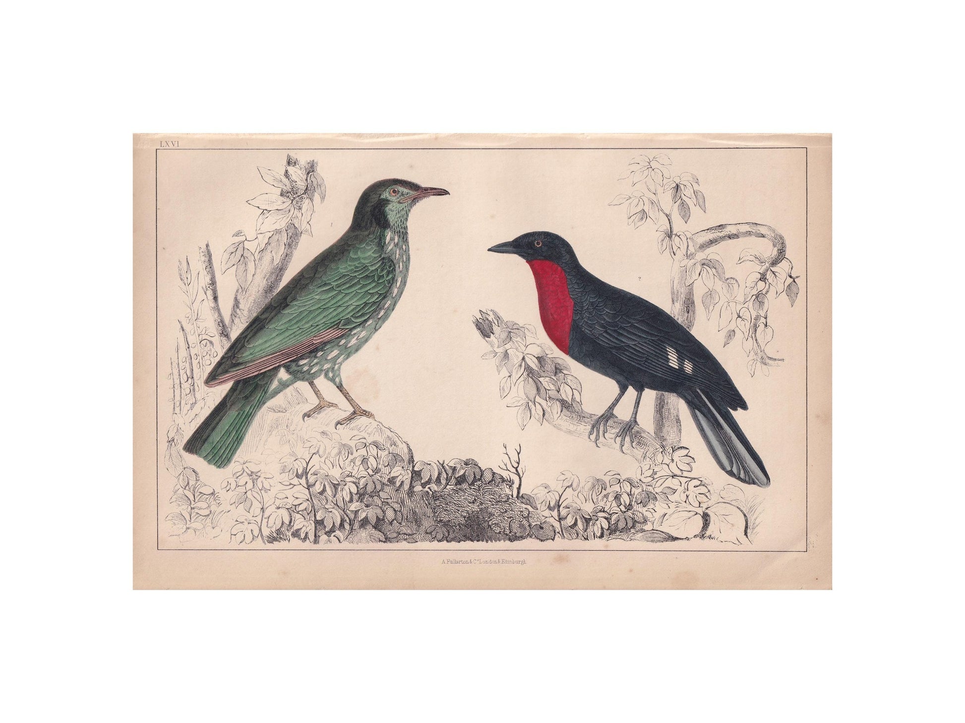 1850 ARAPONGA & FRUIT CROW Print - Original Hand-Coloured Engraving - Bird Wall Art - Antique Bird Print - Bird Decor - 10 x 6.4 Inches