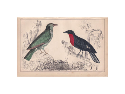 1850 ARAPONGA & FRUIT CROW Print - Original Hand-Coloured Engraving - Bird Wall Art - Antique Bird Print - Bird Decor - 10 x 6.4 Inches