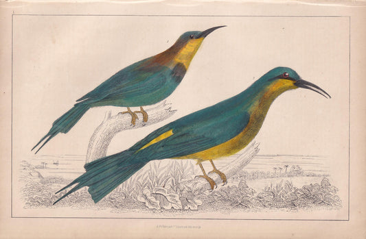 1850 BEE-EATER Bird Print - Original Hand-Coloured Engraving - Bird Wall Art - Antique Bird Print - Bird Decor - 10 x 6.4 Inches