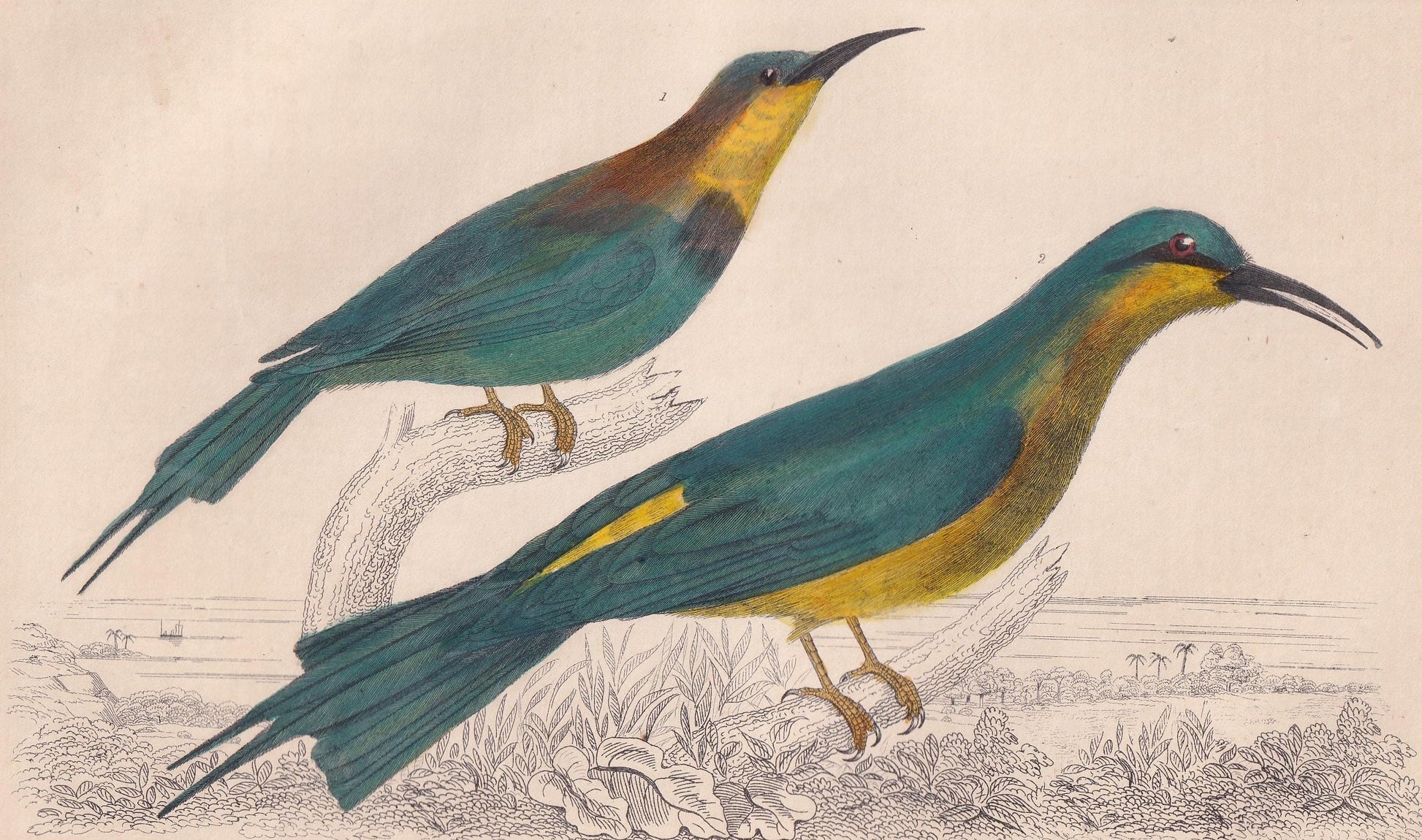 1850 BEE-EATER Bird Print - Original Hand-Coloured Engraving - Bird Wall Art - Antique Bird Print - Bird Decor - 10 x 6.4 Inches