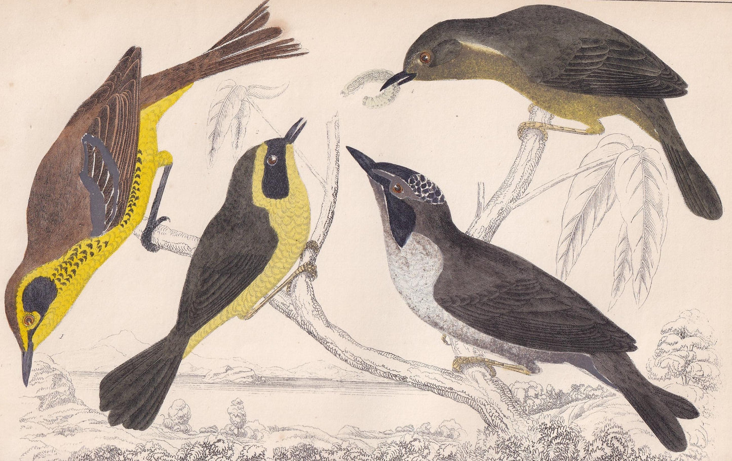 1850 WARBLER Bird Print - Original Hand-Coloured Engraving - Bird Wall Art - Antique Bird Print - Bird Decor - 10 x 6.4 Inches