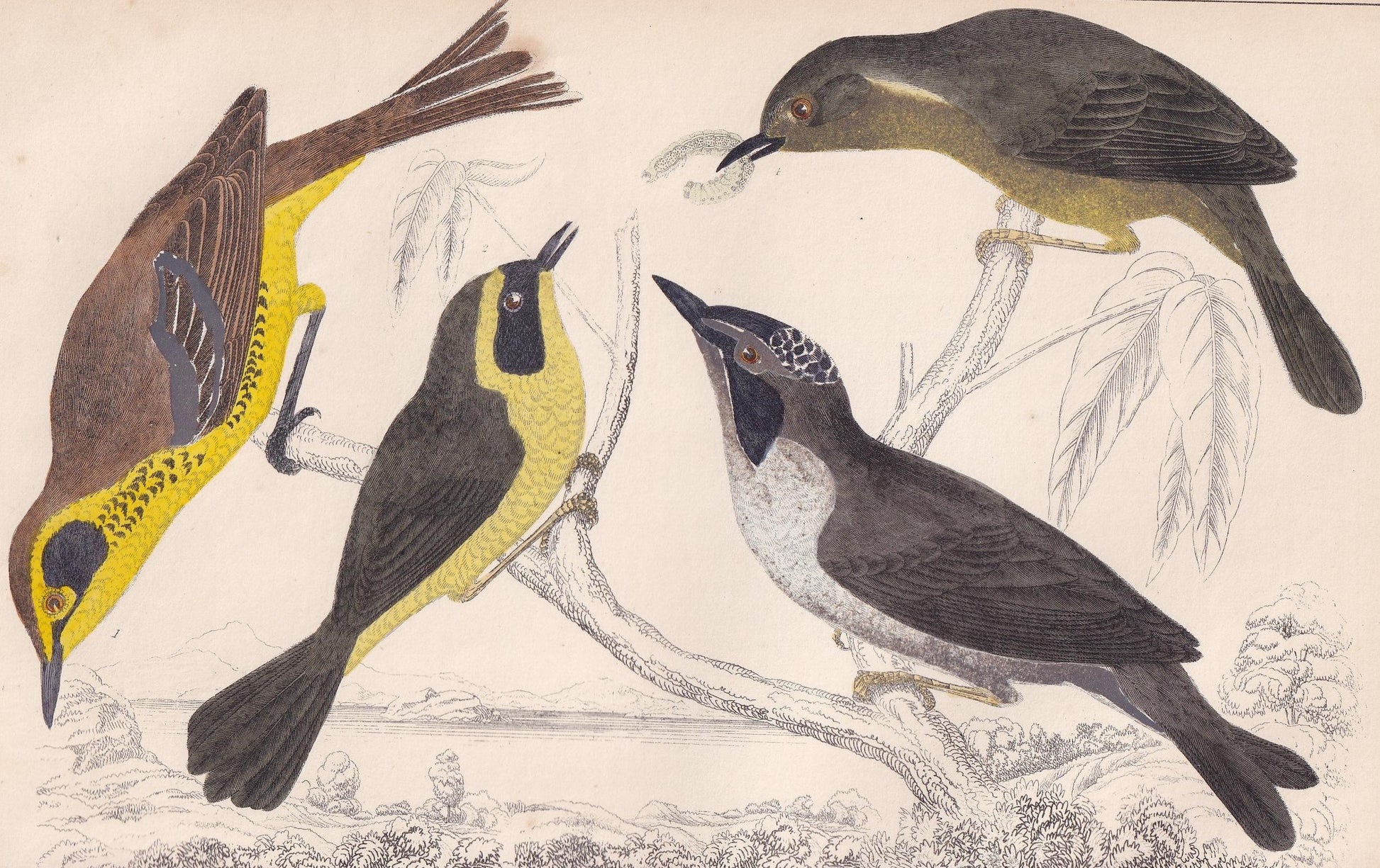 1850 WARBLER Bird Print - Original Hand-Coloured Engraving - Bird Wall Art - Antique Bird Print - Bird Decor - 10 x 6.4 Inches