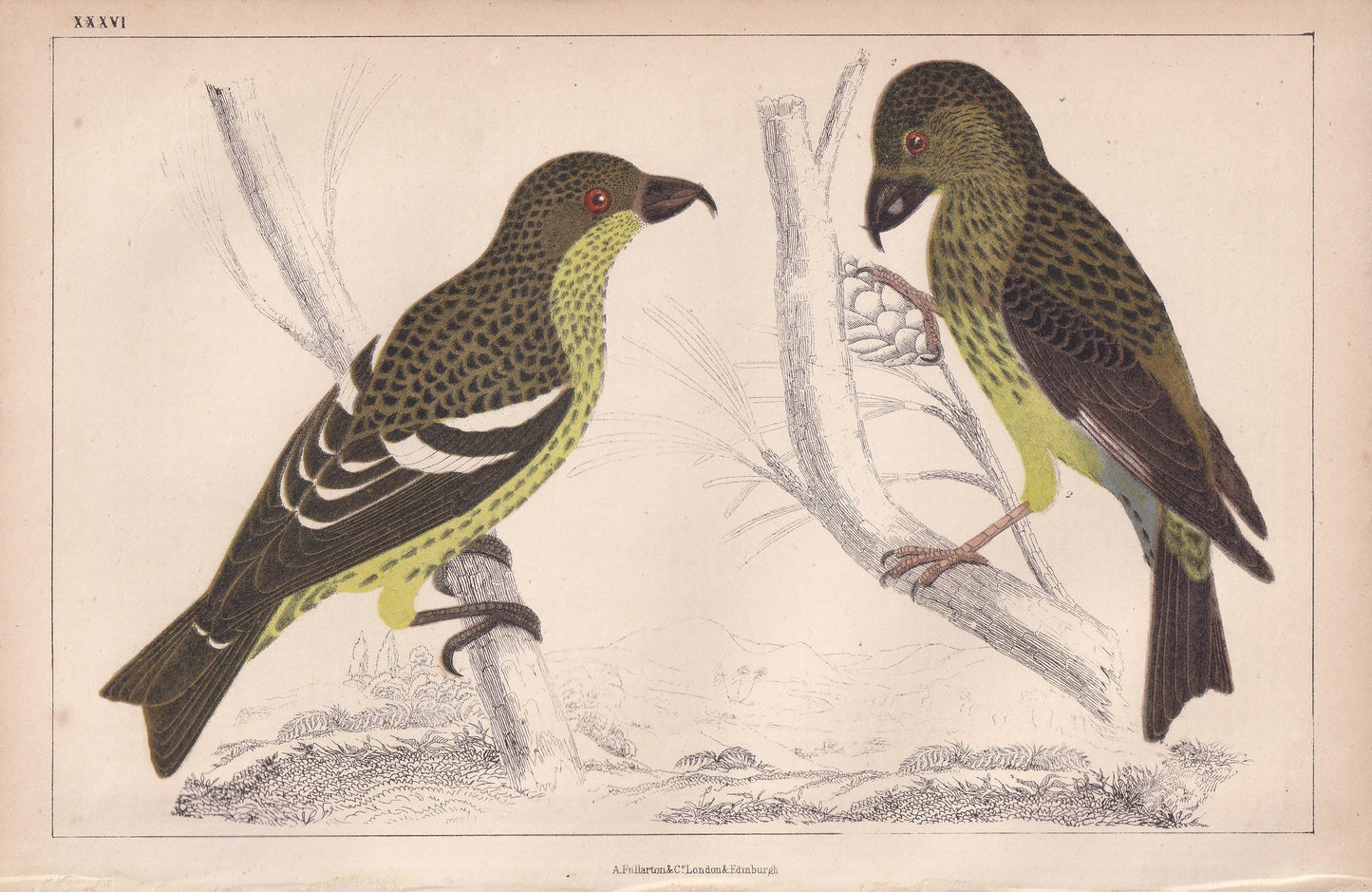 1850 CROSSBILL Bird Print - Original Hand-Coloured Engraving - Bird Wall Art - Antique Bird Print - Bird Decor - 10 x 6.4 Inches