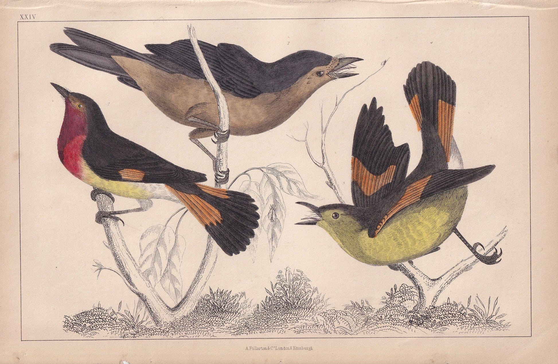 1850 FLYCATCHER Bird Print - Original Hand-Coloured Engraving - Bird Wall Art - Antique Bird Print - Bird Decor - 10 x 6.4 Inches