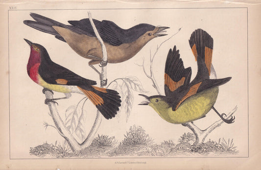 1850 FLYCATCHER Bird Print - Original Hand-Coloured Engraving - Bird Wall Art - Antique Bird Print - Bird Decor - 10 x 6.4 Inches