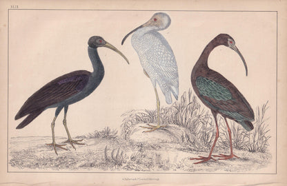 1850 IBIS Bird Print - Original Hand-Coloured Engraving - Bird Wall Art - Antique Bird Print - Bird Decor - 10 x 6.4 Inches