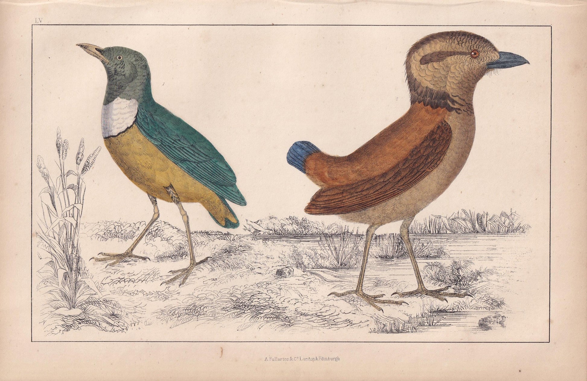 1850 PITTA Bird Print - Original Hand-Coloured Engraving - Bird Wall Art - Antique Bird Print - Bird Decor - 10 x 6.4 Inches