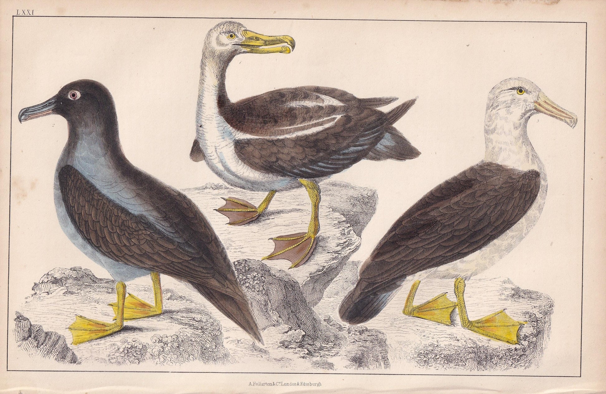 1850 ALBATROSS Bird Print - Original Hand-Coloured Engraving - Bird Wall Art - Antique Bird Print - Bird Decor - 10 x 6.4 Inches