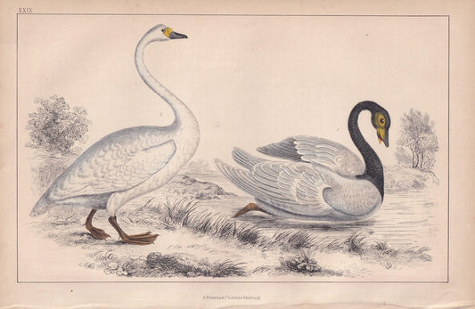 1850 SWAN Bird Print - Original Hand-Coloured Engraving - Bird Wall Art - Antique Bird Print - Bird Decor - 10 x 6.4 Inches