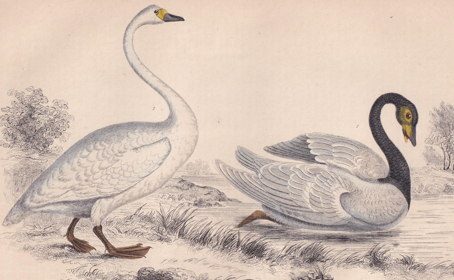 1850 SWAN Bird Print - Original Hand-Coloured Engraving - Bird Wall Art - Antique Bird Print - Bird Decor - 10 x 6.4 Inches