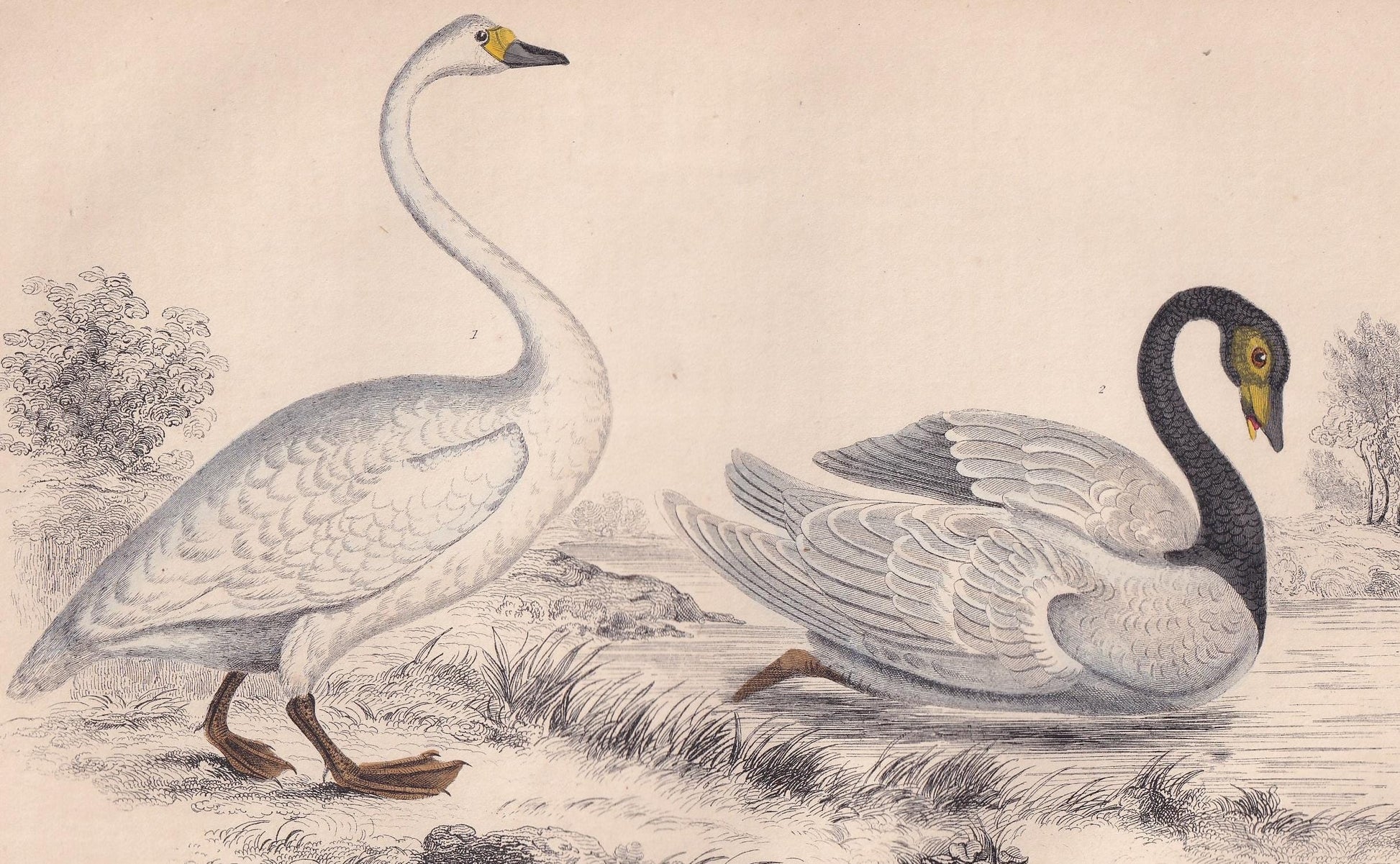 1850 SWAN Bird Print - Original Hand-Coloured Engraving - Bird Wall Art - Antique Bird Print - Bird Decor - 10 x 6.4 Inches