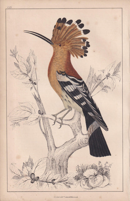 1850 HOOPOE Bird Print - Original Hand-Coloured Engraving - Bird Wall Art - Antique Bird Print - Bird Decor - 10 x 6.4 Inches