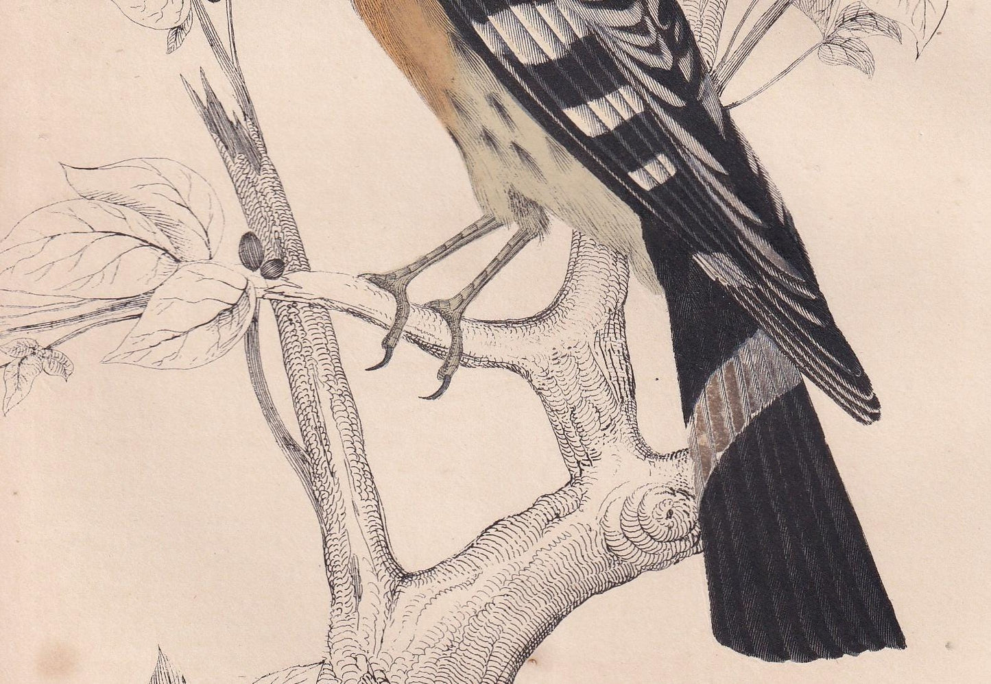 1850 HOOPOE Bird Print - Original Hand-Coloured Engraving - Bird Wall Art - Antique Bird Print - Bird Decor - 10 x 6.4 Inches