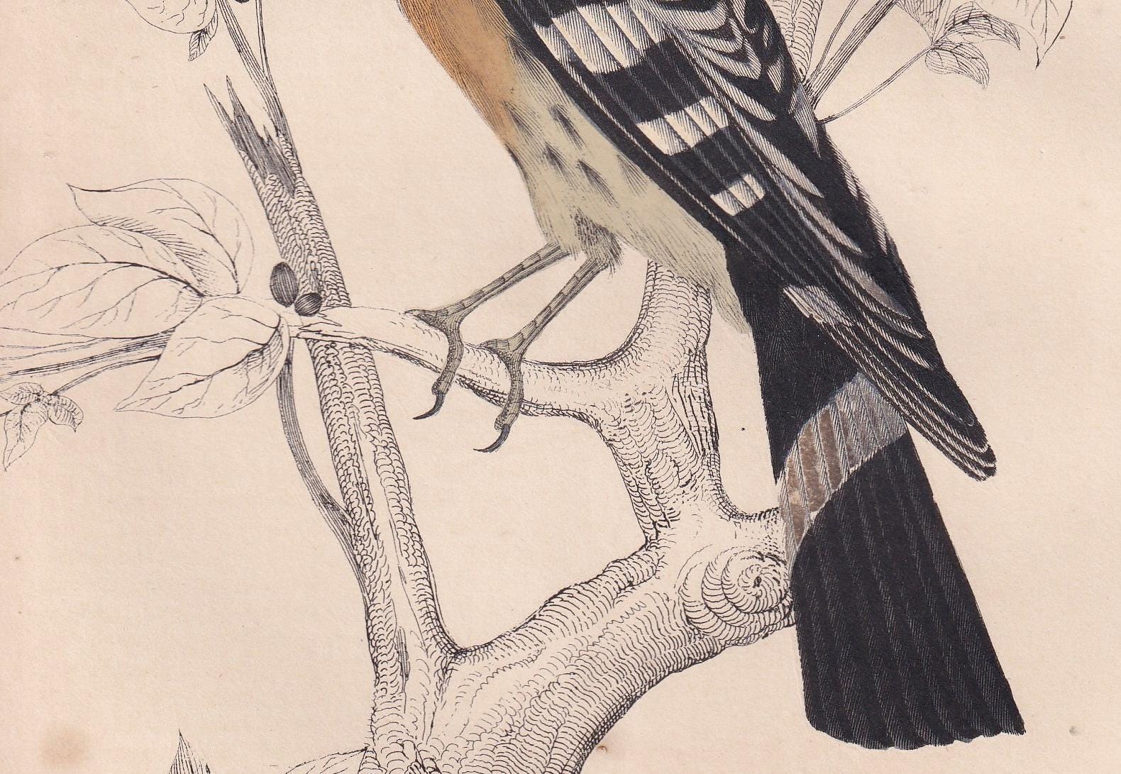 1850 HOOPOE Bird Print - Original Hand-Coloured Engraving - Bird Wall Art - Antique Bird Print - Bird Decor - 10 x 6.4 Inches