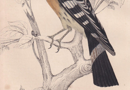 1850 HOOPOE Bird Print - Original Hand-Coloured Engraving - Bird Wall Art - Antique Bird Print - Bird Decor - 10 x 6.4 Inches