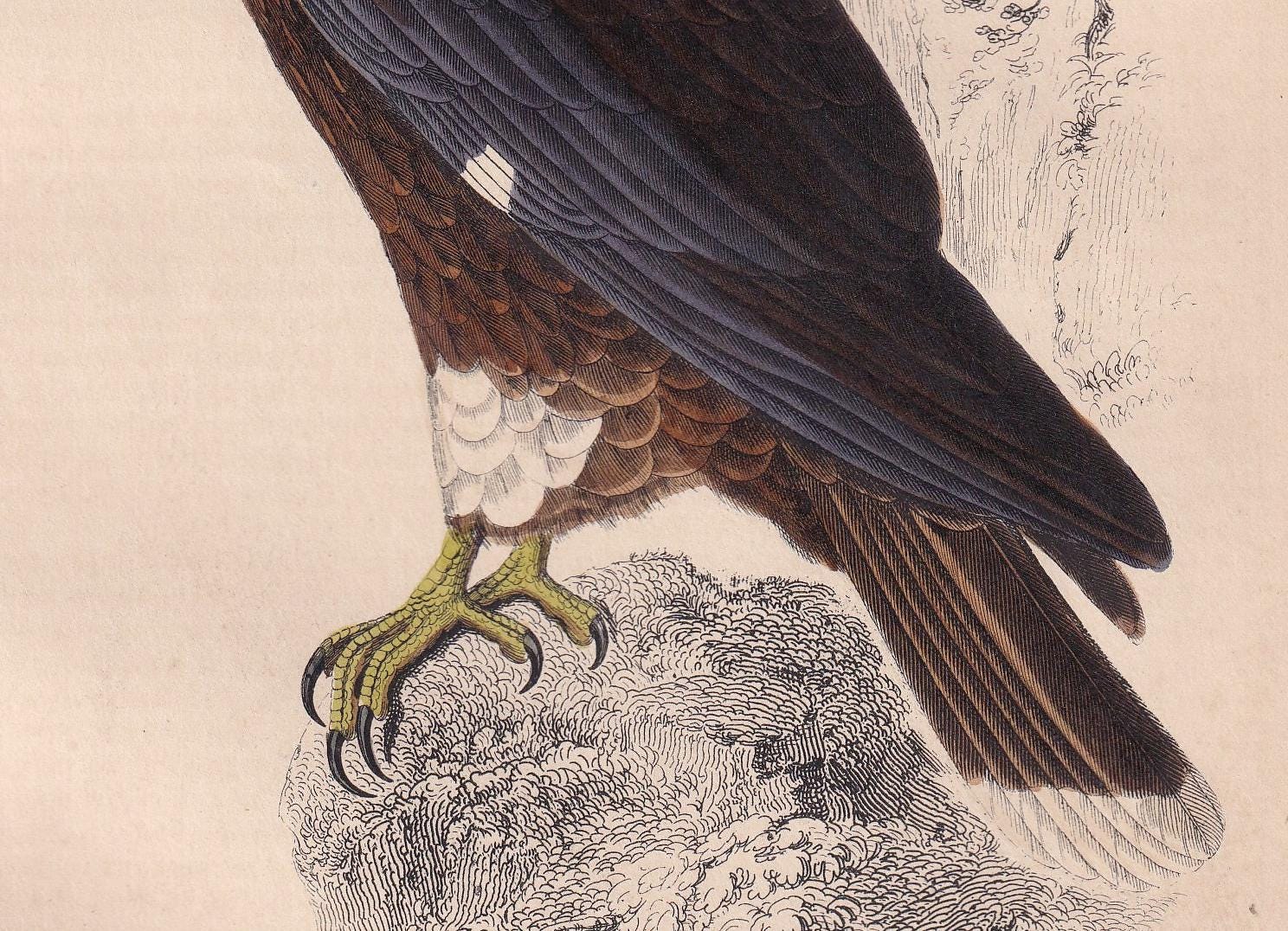 1850 CARACARA FALCON Bird Print - Original Hand-Coloured Engraving - Bird Wall Art - Antique Bird Print - Bird Decor - 10 x 6