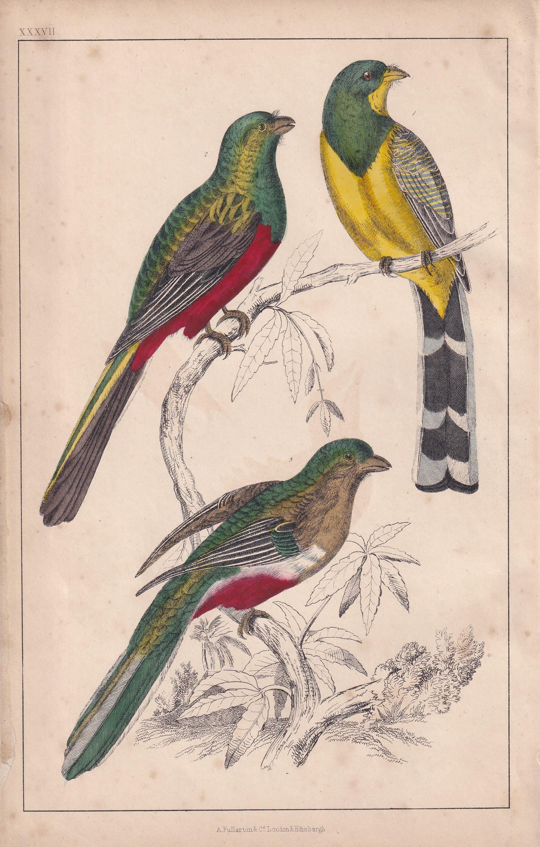 1850 TROGON Bird Print - Original Hand-Coloured Engraving - Bird Wall Art - Antique Bird Print - Bird Decor - 10 x 6.4 Inches