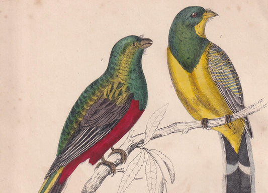 1850 TROGON Bird Print - Original Hand-Coloured Engraving - Bird Wall Art - Antique Bird Print - Bird Decor - 10 x 6.4 Inches