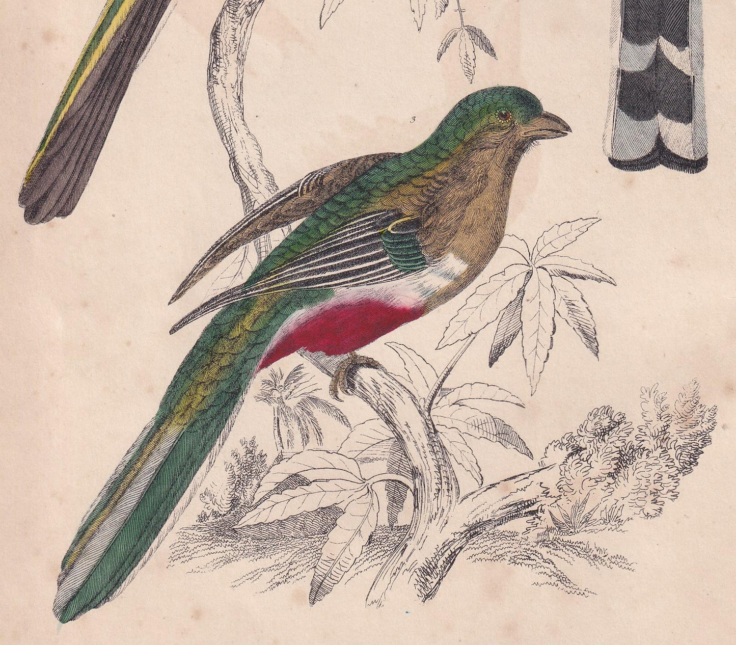 1850 TROGON Bird Print - Original Hand-Coloured Engraving - Bird Wall Art - Antique Bird Print - Bird Decor - 10 x 6.4 Inches