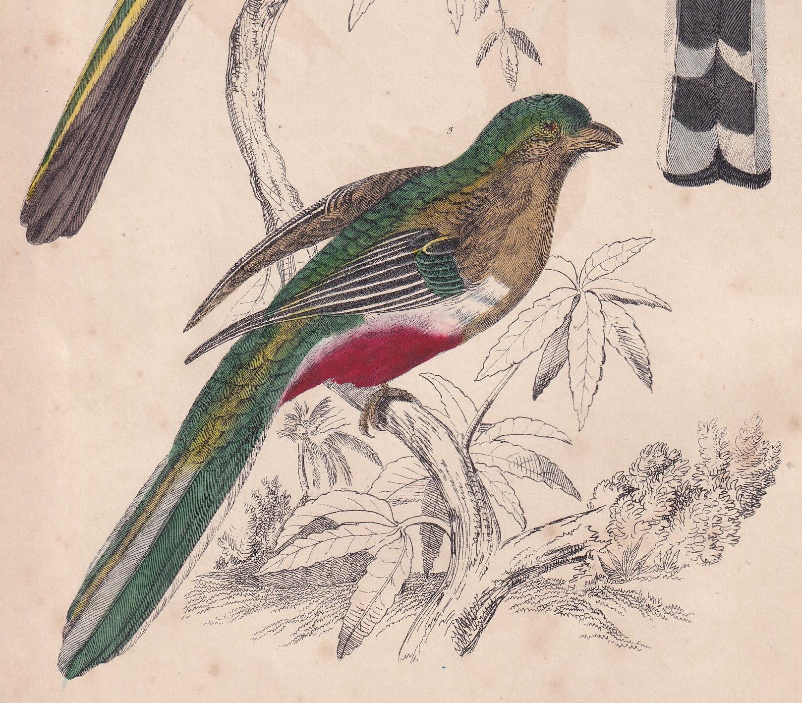 1850 TROGON Bird Print - Original Hand-Coloured Engraving - Bird Wall Art - Antique Bird Print - Bird Decor - 10 x 6.4 Inches