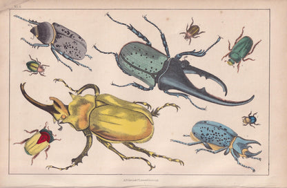 1850 BEETLE Print - Gigantic, Hercules, Elephant - Hand-Coloured Engraving - Insect Wall Art - Antique Beetle Decor - 10 x 6.4 Inches