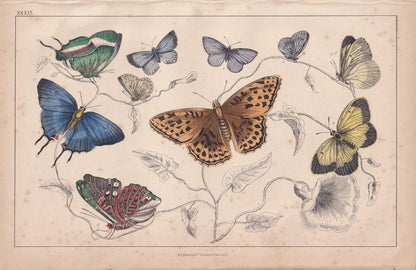 1850 BUTTERFLY Print - Royal, Azure Blue, Silver Streak - Hand-Coloured Engraving - Insect Wall Art - Antique Decor - 10 x 6.4 Inches