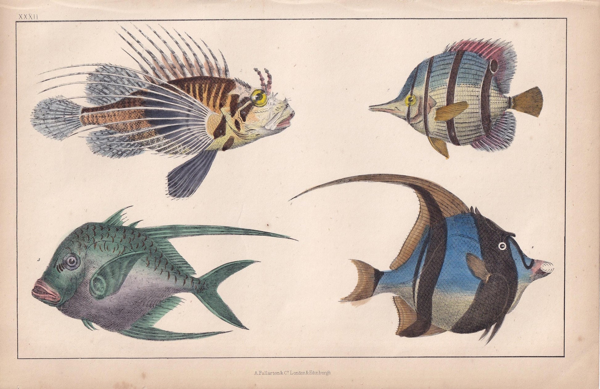 1850 TROPICAL FISH Print - Lionfish, Butterflyfish, Moorish Idol - Hand-Coloured Antique Engraving - Ocean Wall Art - 10 x 6.4 Inches