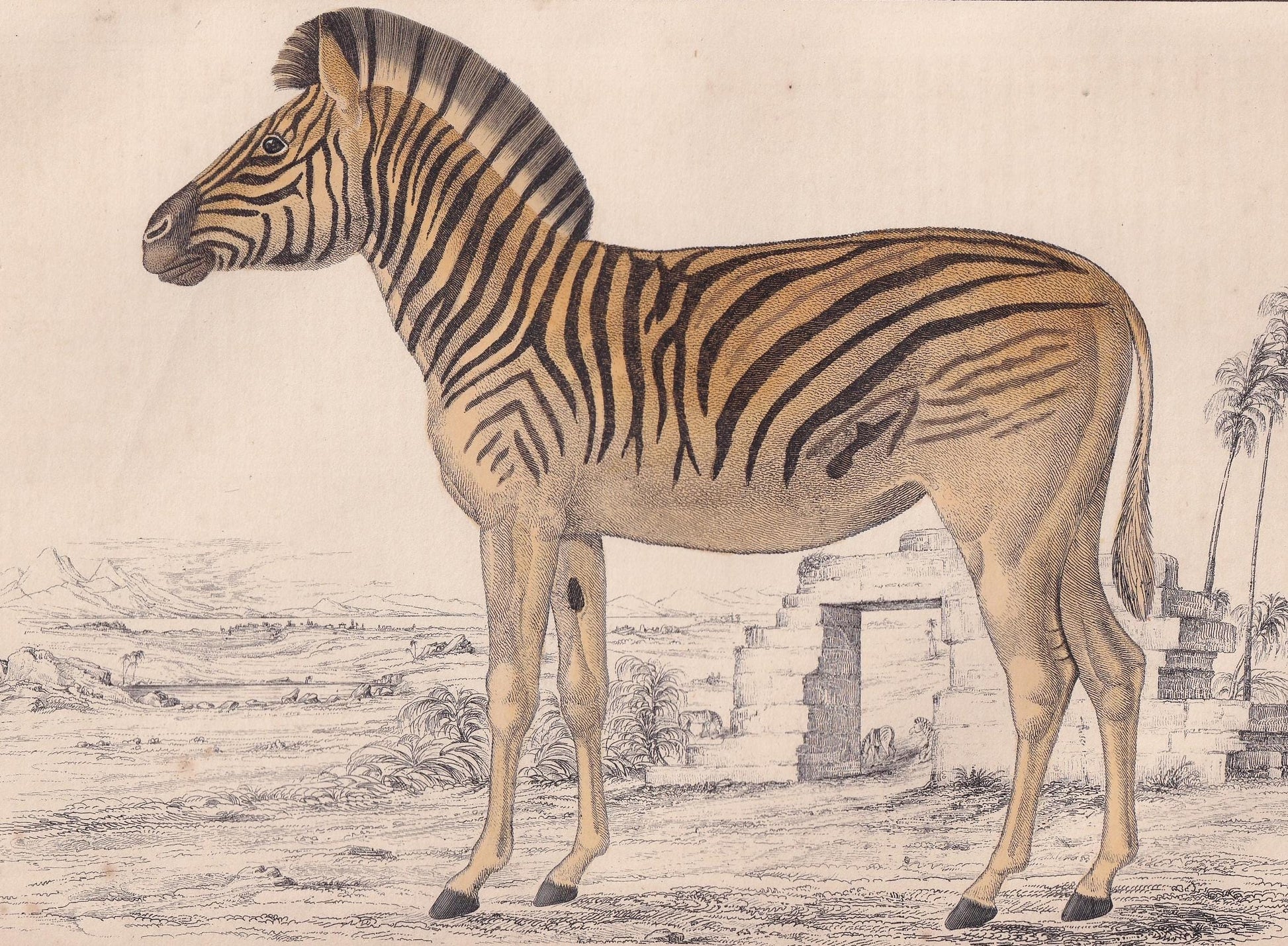 1850 QUAGGA Print - Original Hand-Coloured Engraving - Extinct Zebra Wall Art - Antique Animal Lithograph - Quagga Decor - 10 x 6.4 Inches