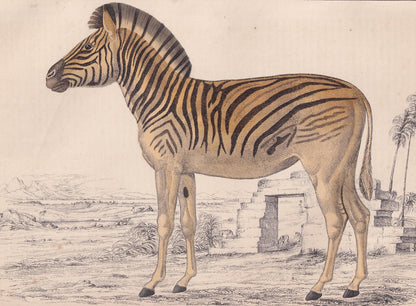 1850 QUAGGA Print - Original Hand-Coloured Engraving - Extinct Zebra Wall Art - Antique Animal Lithograph - Quagga Decor - 10 x 6.4 Inches