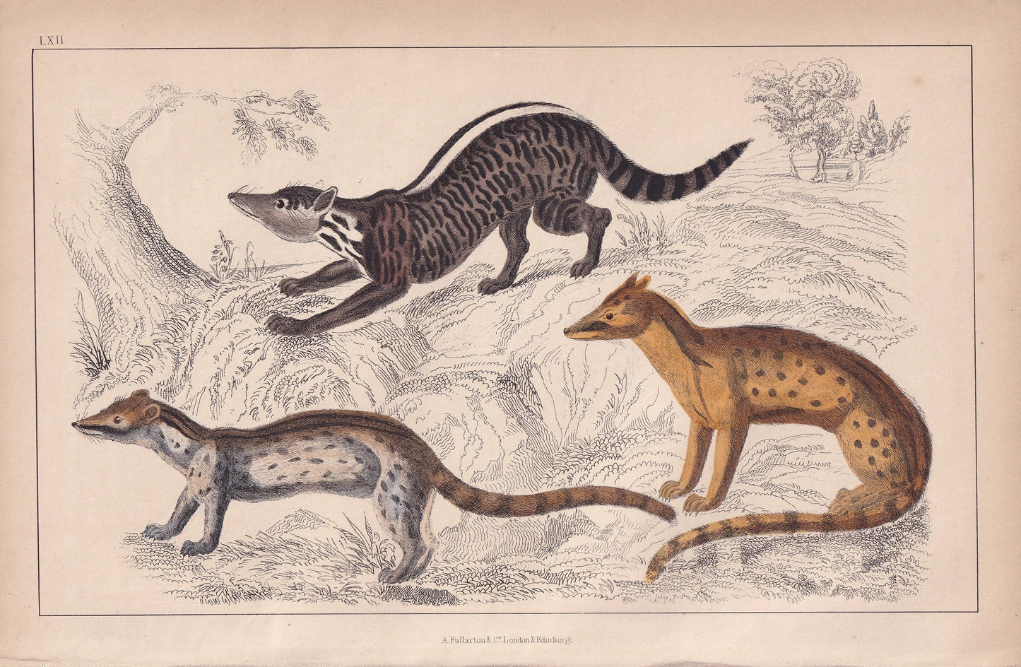 1850 CIVET & GENET Print - Original Hand-Coloured Engraving - Genet Wall Art - Antique Animal Lithograph - Genet Decor - 10 x 6.4 Inches