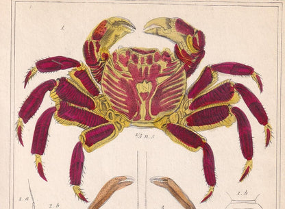 1834 CRABS Print - Hand-Coloured Antique Print - Cuvier - Animal Wall Art - Sea Life Gift Decor - Ocean Crab Lithograph - 5.3