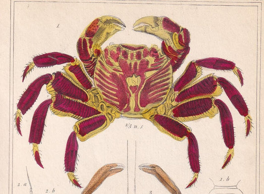 1834 CRABS Print - Hand-Coloured Antique Print - Cuvier - Animal Wall Art - Sea Life Gift Decor - Ocean Crab Lithograph - 5.3