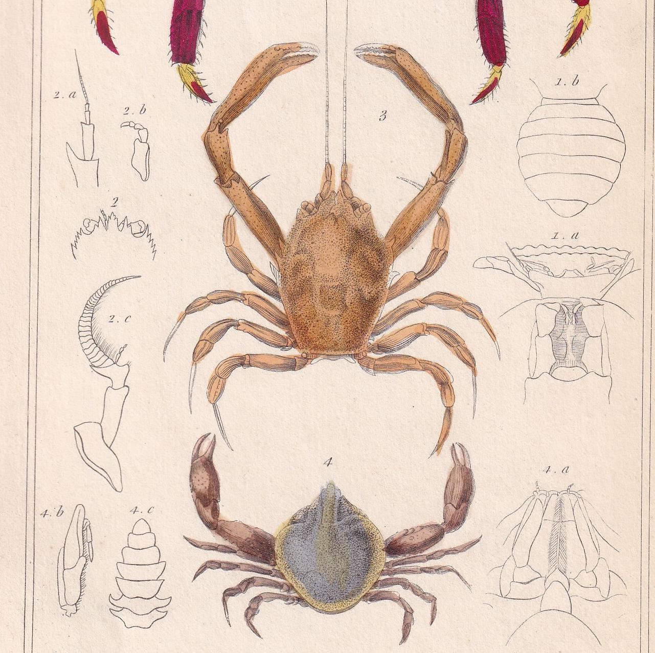 1834 CRABS Print - Hand-Coloured Antique Print - Cuvier - Animal Wall Art - Sea Life Gift Decor - Ocean Crab Lithograph - 5.3