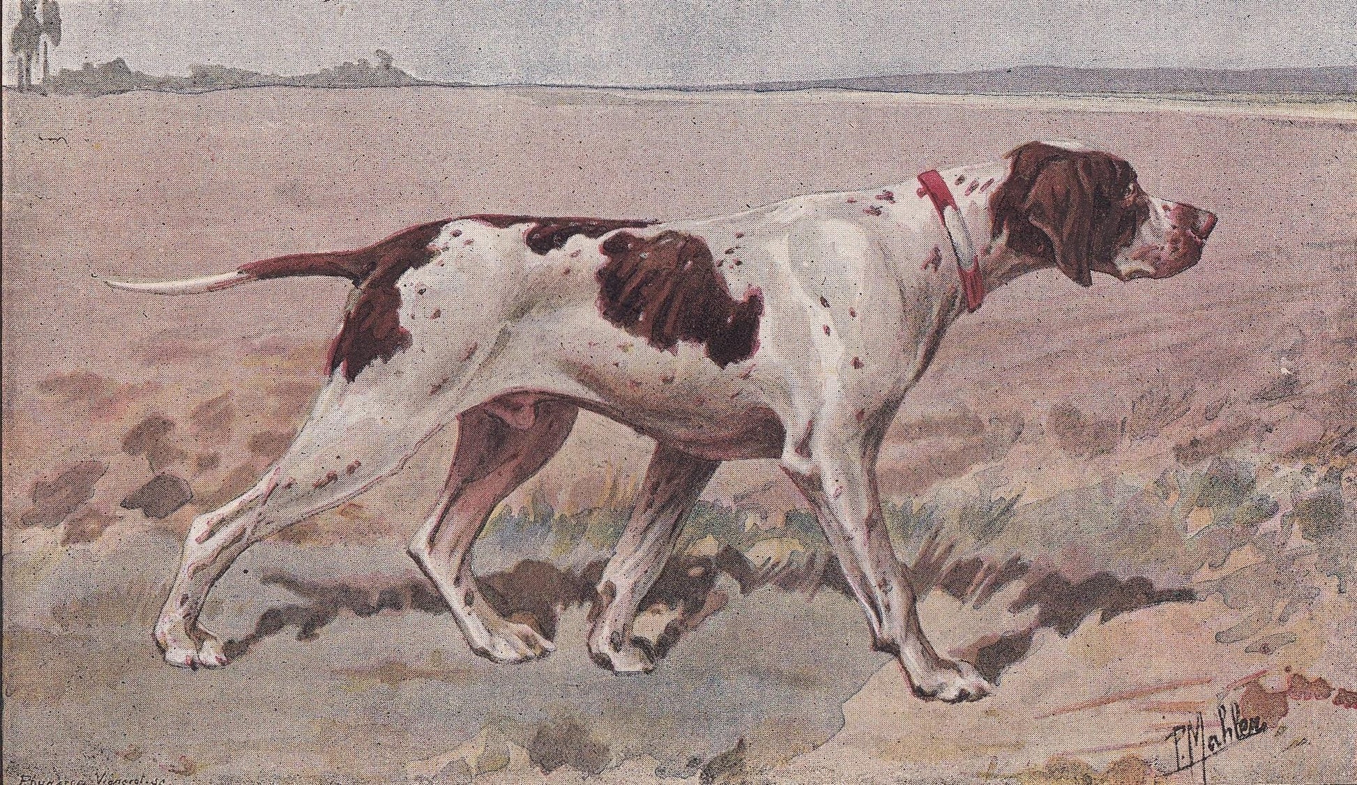 1896 ENGLISH POINTER DOG Print - Original Antique Hunting Dog Print - Dog Wall Art Gift - Animal Art - Dog Lover - 10 x 7 Inches
