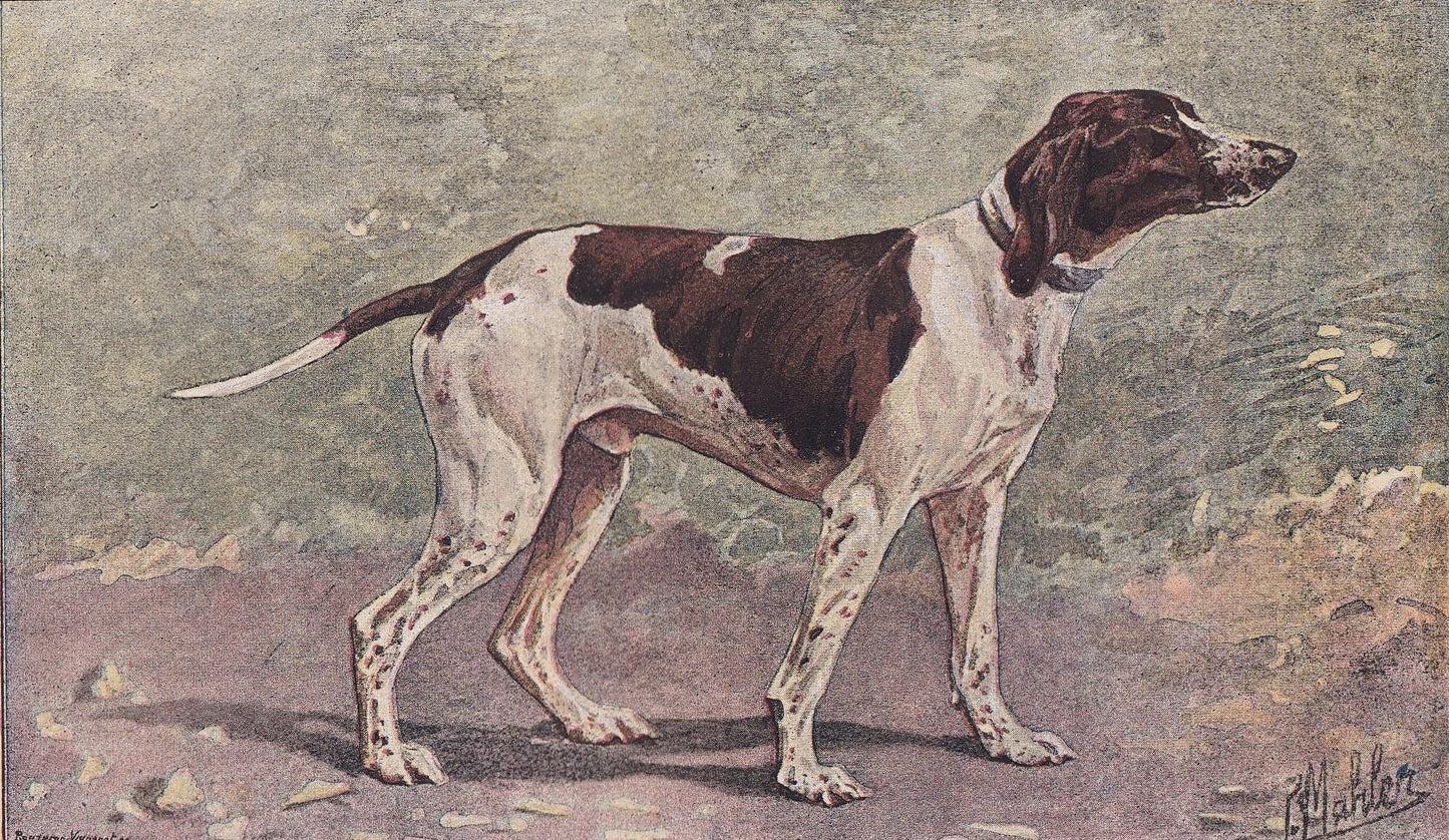 1896 DUPOY POINTER DOG Print - Original Antique Hunting Dog Print - Dog Wall Art Gift - Animal Art - Dog Lover - 10 x 7 Inches