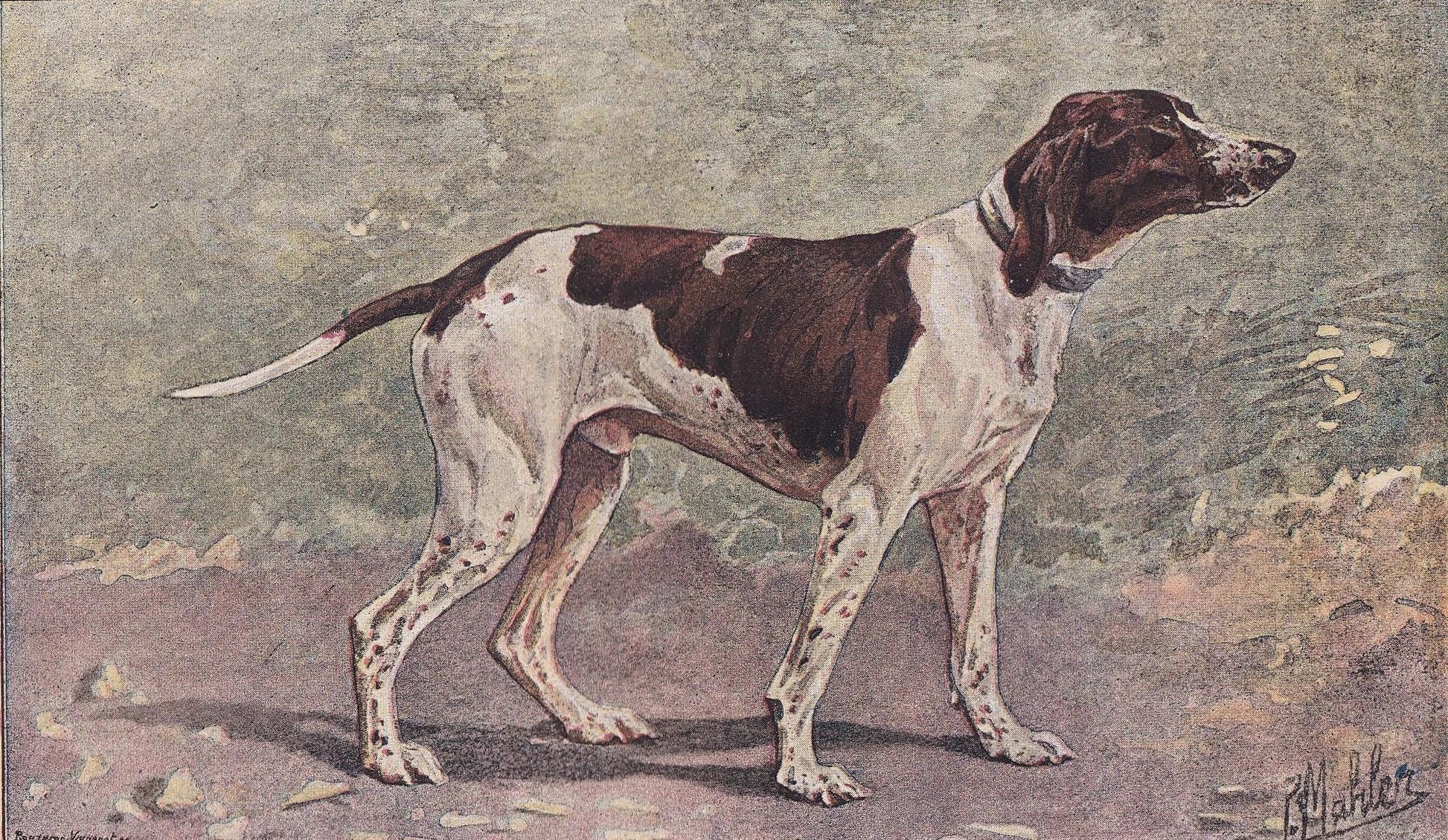 1896 DUPOY POINTER DOG Print - Original Antique Hunting Dog Print - Dog Wall Art Gift - Animal Art - Dog Lover - 10 x 7 Inches