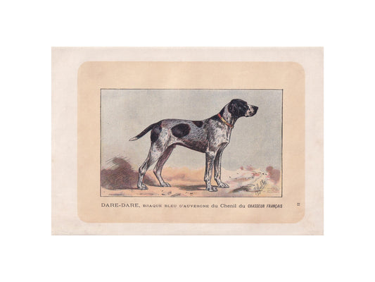 1896 AUVERGNE POINTER DOG Print - Original Antique Hunting Dog Print - Dog Wall Art Gift - Animal Art - Dog Lover - 10 x 7 Inches