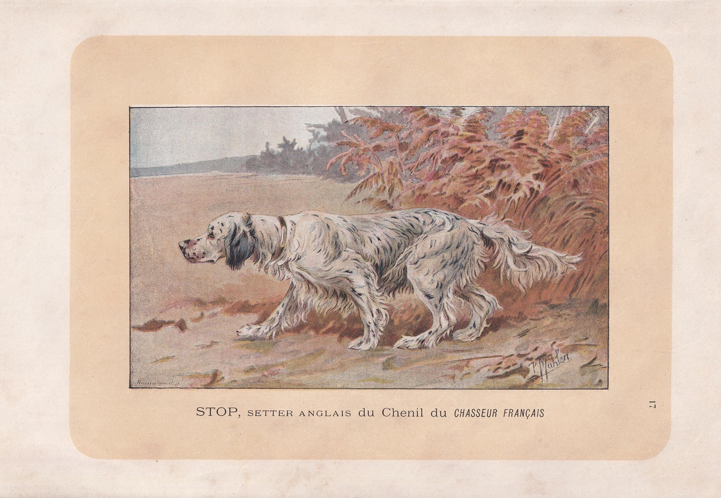 1896 ENGLISH SETTER DOG Print - Original Antique Hunting Dog Print - Dog Wall Art Gift - Animal Art - Dog Lover - 10 x 7 Inches