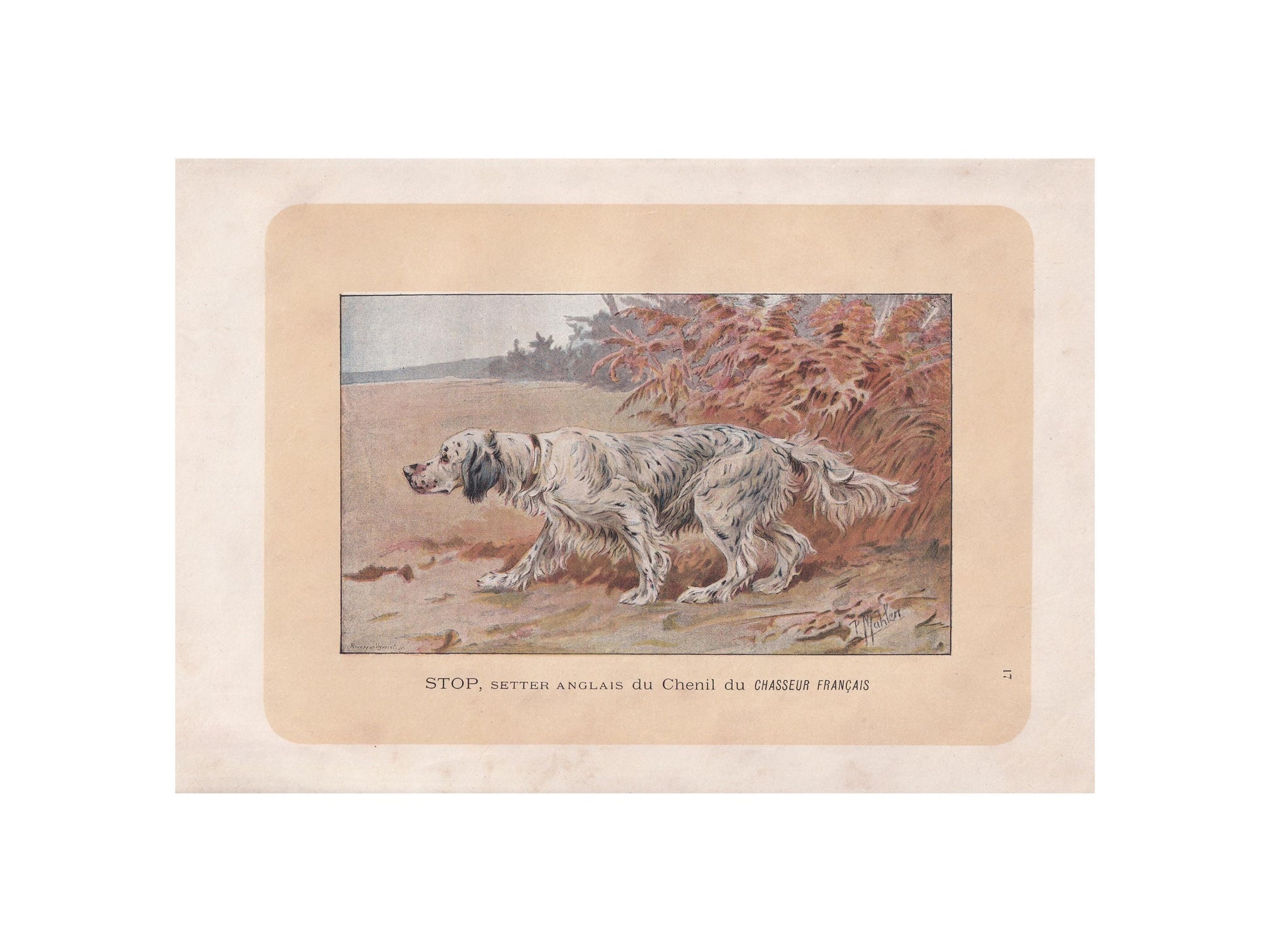 1896 ENGLISH SETTER DOG Print - Original Antique Hunting Dog Print - Dog Wall Art Gift - Animal Art - Dog Lover - 10 x 7 Inches