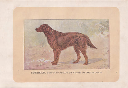 1896 IRISH SETTER DOG Print - Original Antique Hunting Dog Print - Dog Wall Art Gift - Animal Art - Dog Lover - 10 x 7 Inches