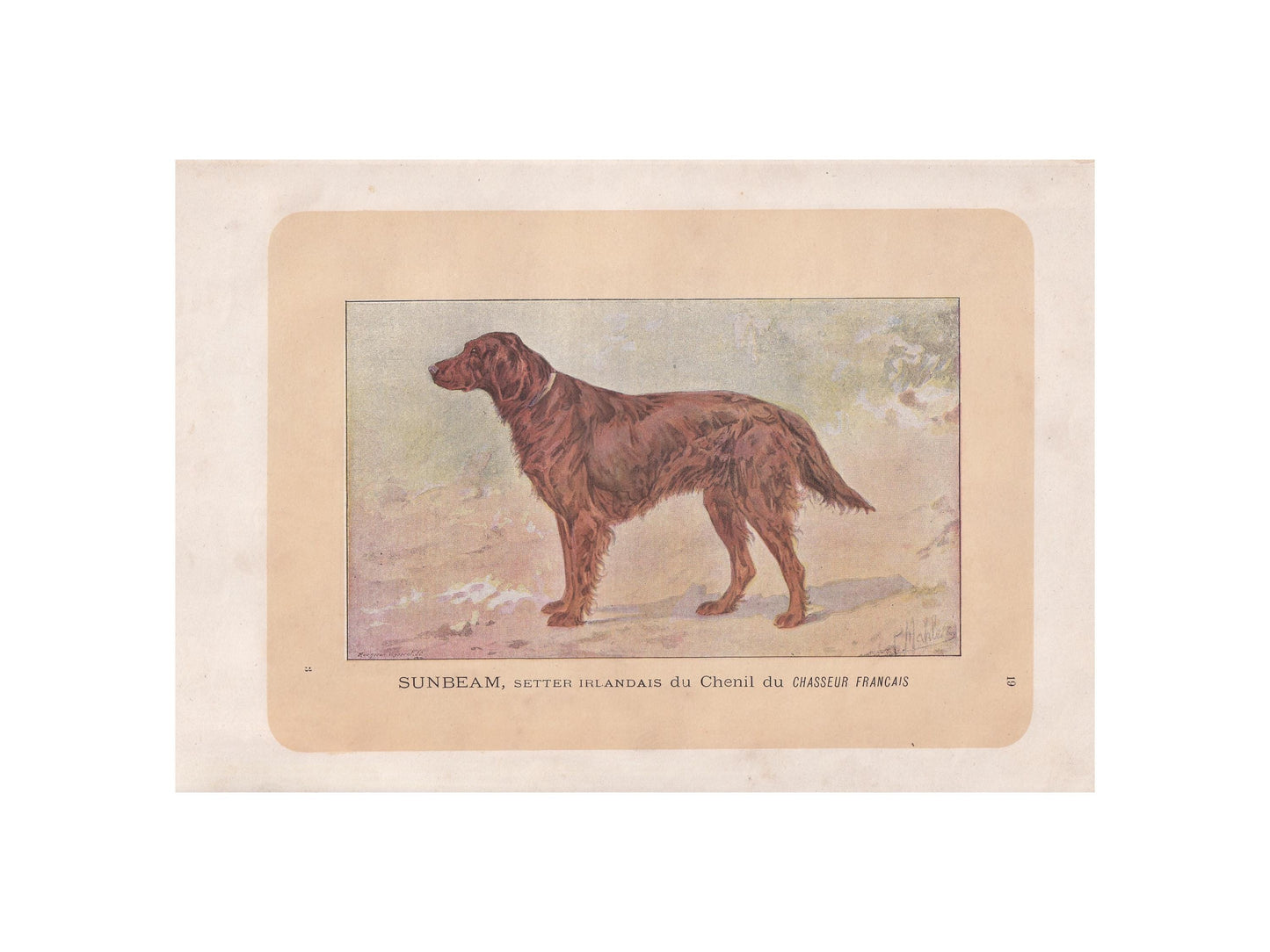 1896 IRISH SETTER DOG Print - Original Antique Hunting Dog Print - Dog Wall Art Gift - Animal Art - Dog Lover - 10 x 7 Inches