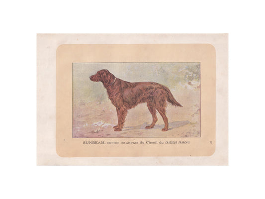 1896 IRISH SETTER DOG Print - Original Antique Hunting Dog Print - Dog Wall Art Gift - Animal Art - Dog Lover - 10 x 7 Inches