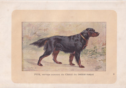 1896 GORDON SETTER DOG Print - Original Antique Hunting Dog Print - Dog Wall Art Gift - Animal Art - Dog Lover - 10 x 7 Inches