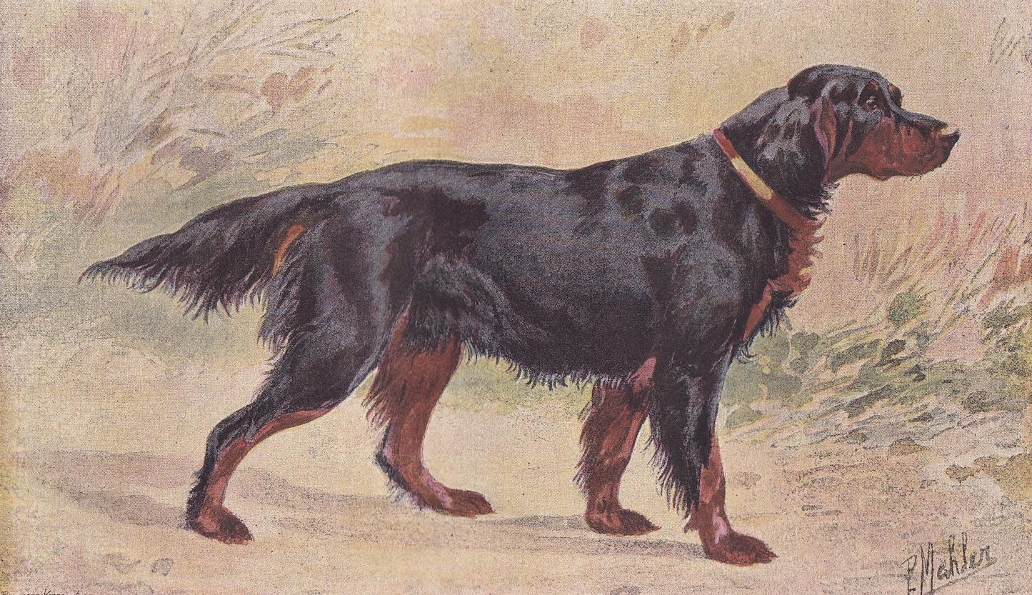 1896 GORDON SETTER DOG Print - Original Antique Hunting Dog Print - Dog Wall Art Gift - Animal Art - Dog Lover - 10 x 7 Inches