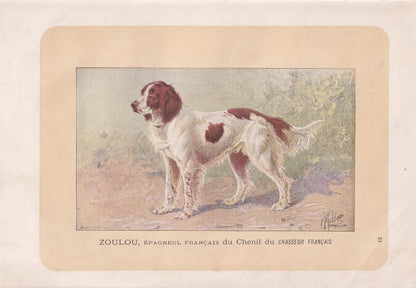 1896 FRENCH SPANIEL DOG Print - Original Antique Hunting Dog Print - Dog Wall Art Gift - Animal Art - Dog Lover - 10 x 7 Inches