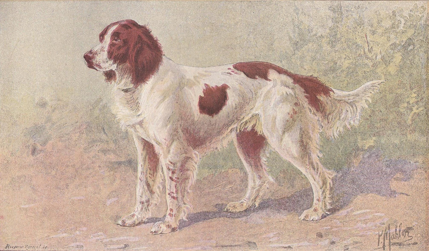 1896 FRENCH SPANIEL DOG Print - Original Antique Hunting Dog Print - Dog Wall Art Gift - Animal Art - Dog Lover - 10 x 7 Inches