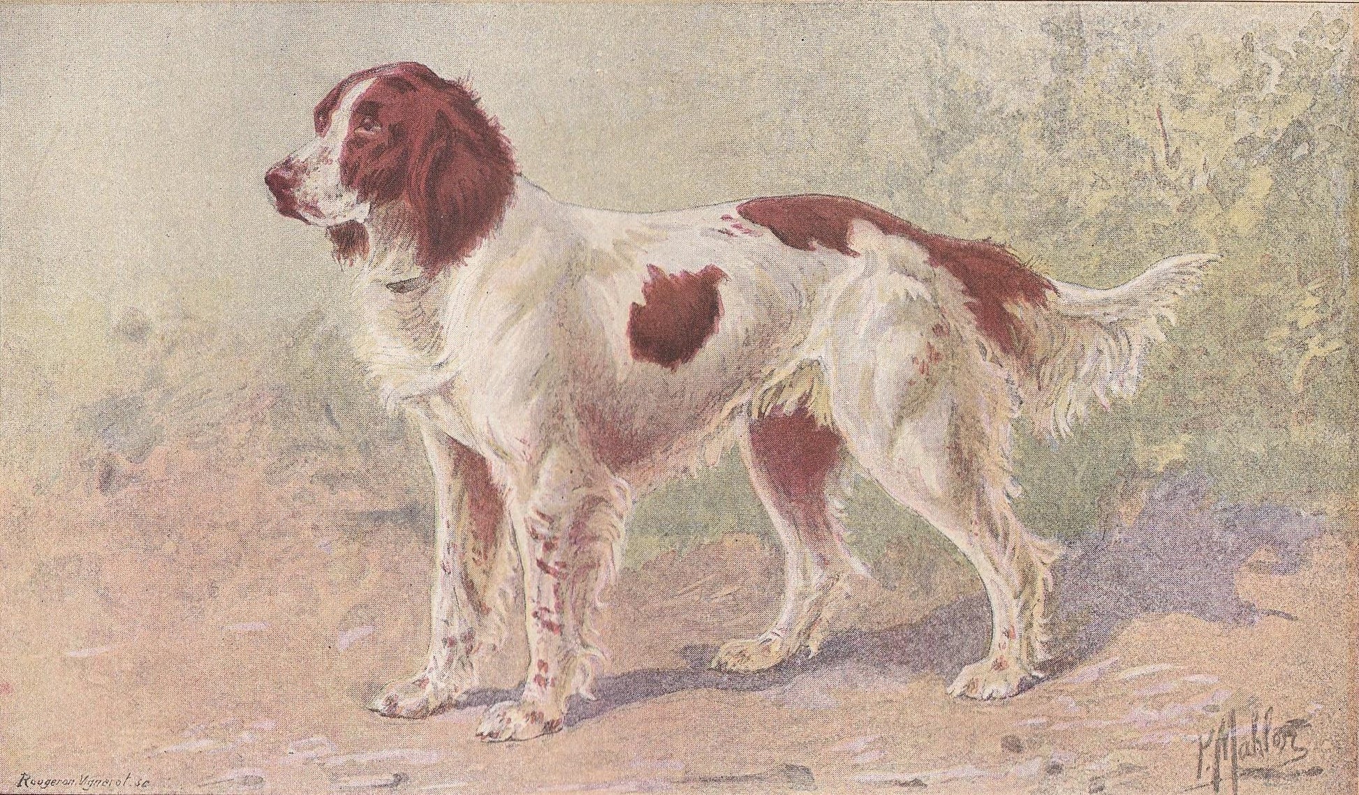 1896 FRENCH SPANIEL DOG Print - Original Antique Hunting Dog Print - Dog Wall Art Gift - Animal Art - Dog Lover - 10 x 7 Inches