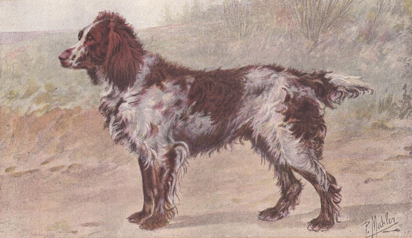 1896 PONT-AUDEMER SPANIEL Dog Print - Original Antique Hunting Dog Print - Dog Wall Art Gift - Animal Art - Dog Lover - 10 x 7 Inches